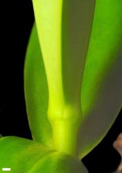 Veronica saxicola. Leaf bud with no sinus. Scale = 1 mm.
 Image: P.J. Garnock-Jones © P.J. Garnock-Jones CC-BY-NC 3.0 NZ